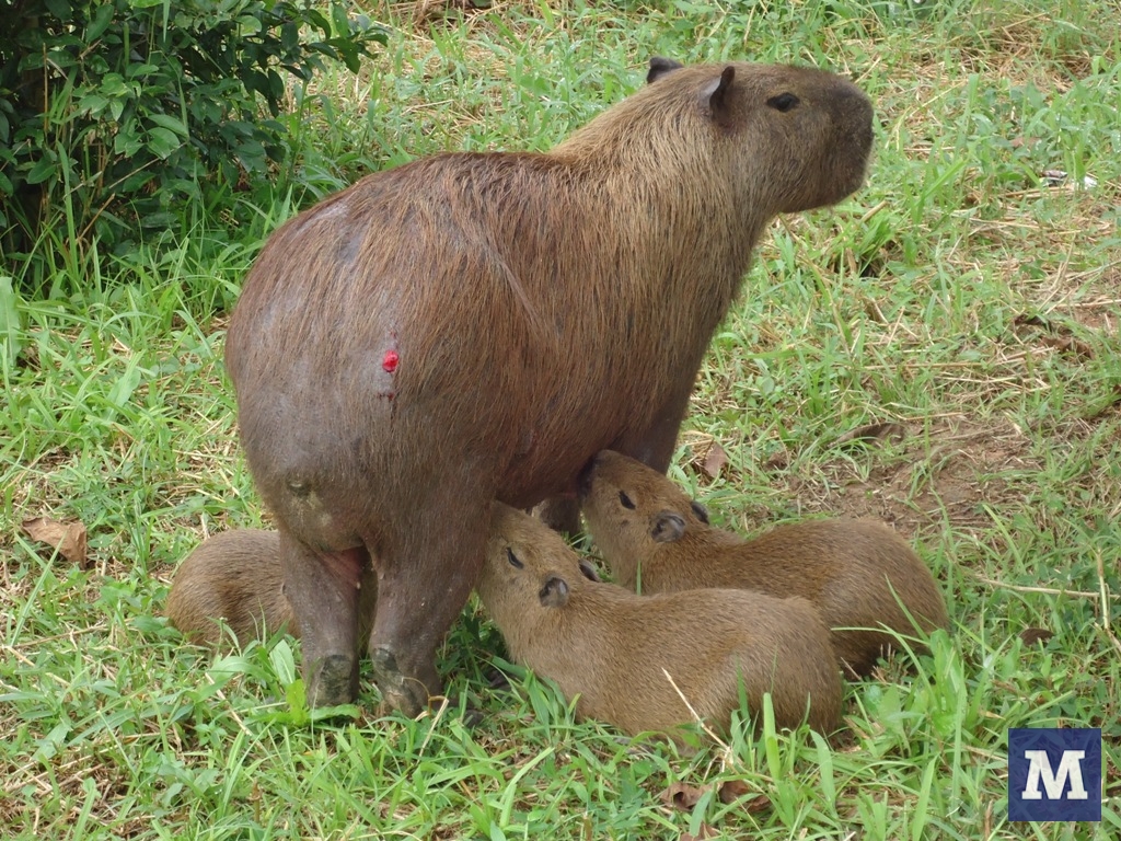 Capivara amamenta filhotes na Beira Rio