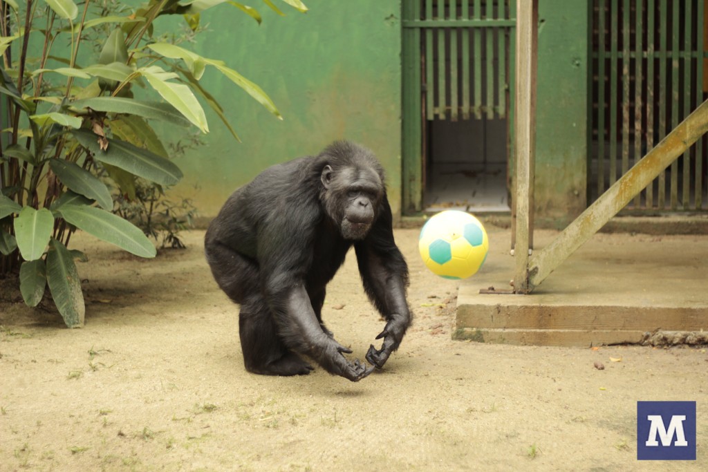 Chimpanzé entra no clima da Copa
