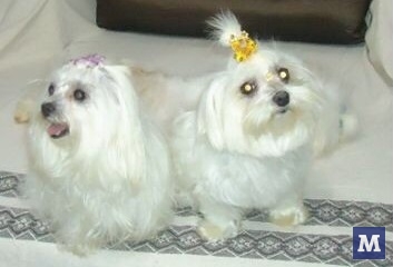 Procura-se cadelas desaparecidas entre Azambuja e Paquetá