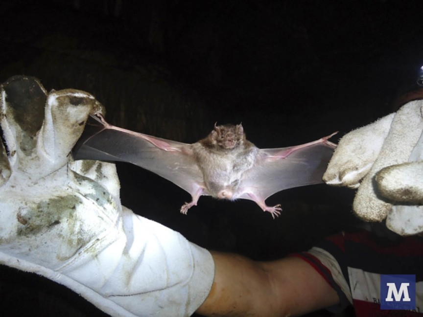 Caso confirmado de raiva no loteamento Cyro Gevaerd alerta a população