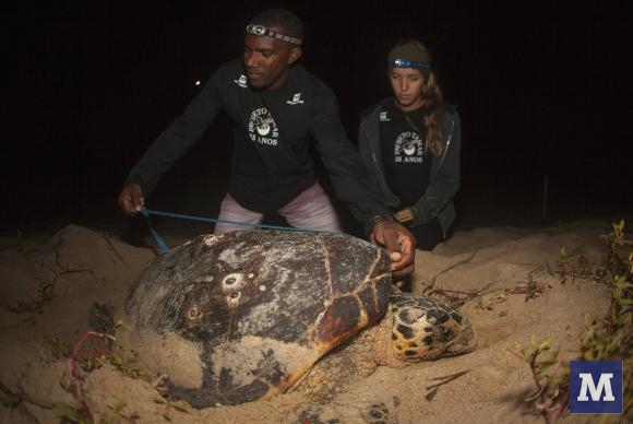 Começa desova de tartarugas marinhas nas praias do Brasil
