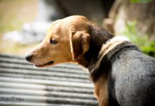 Morador de Brusque afirma que não tem condições de cumprir ordem judicial para realocar animais