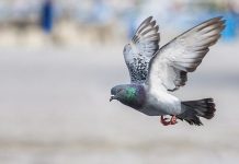 Infestação de pombos obriga escola de Blumenau a interditar ginásio de esportes