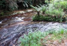Imagens do rio Itajaí-Mirim na região de suas nascentes