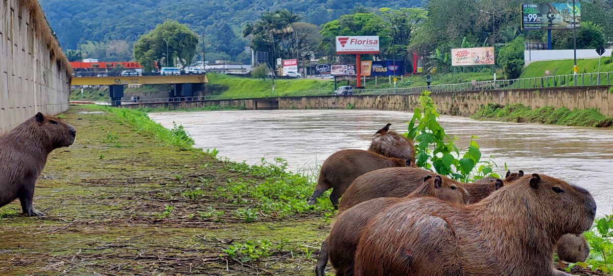 Brusque Mil Grau - Essa filó não é fraca! 😅🤡 #capivara