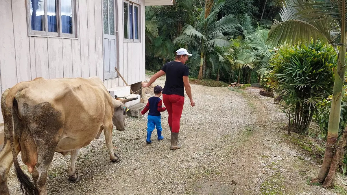 ciro groh video conheca tradicao do queijo colonial em botuvera botuvera ciro groh 16