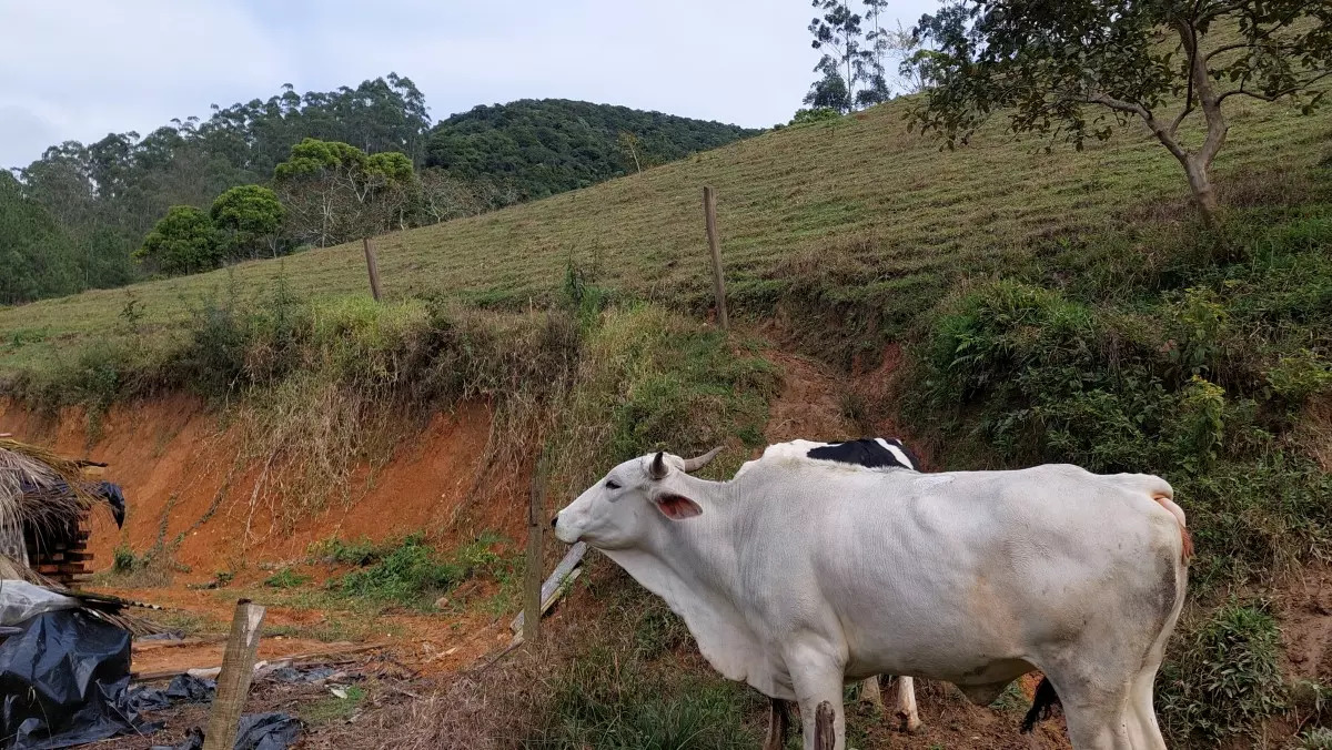 ciro groh video conheca tradicao do queijo colonial em botuvera botuvera ciro groh 19