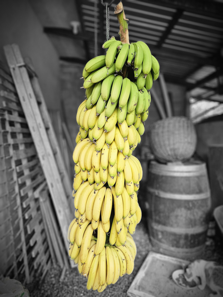 bananas