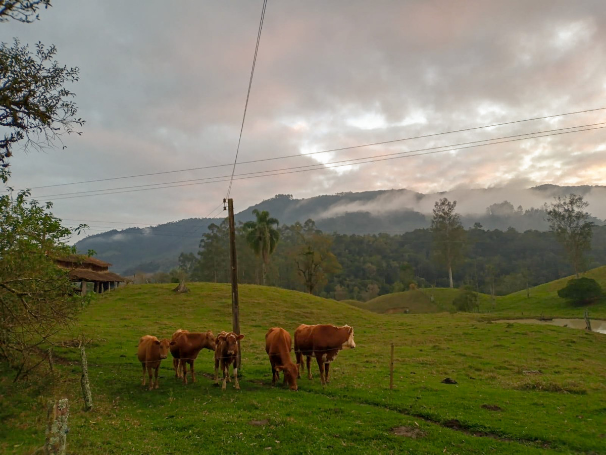 fenômeno