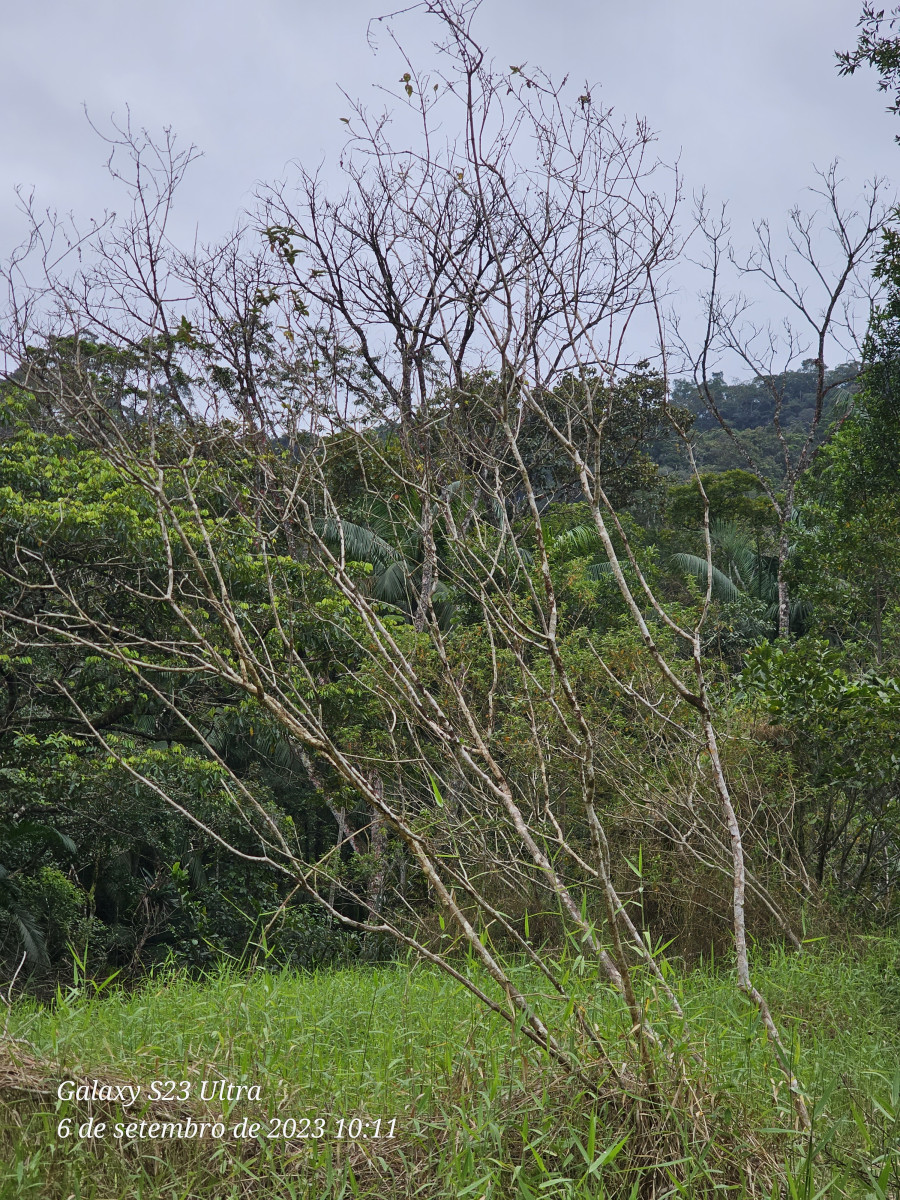 cachoeira