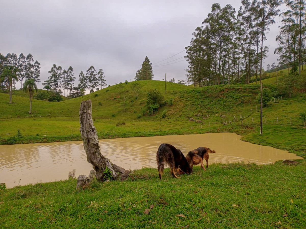 fenômeno