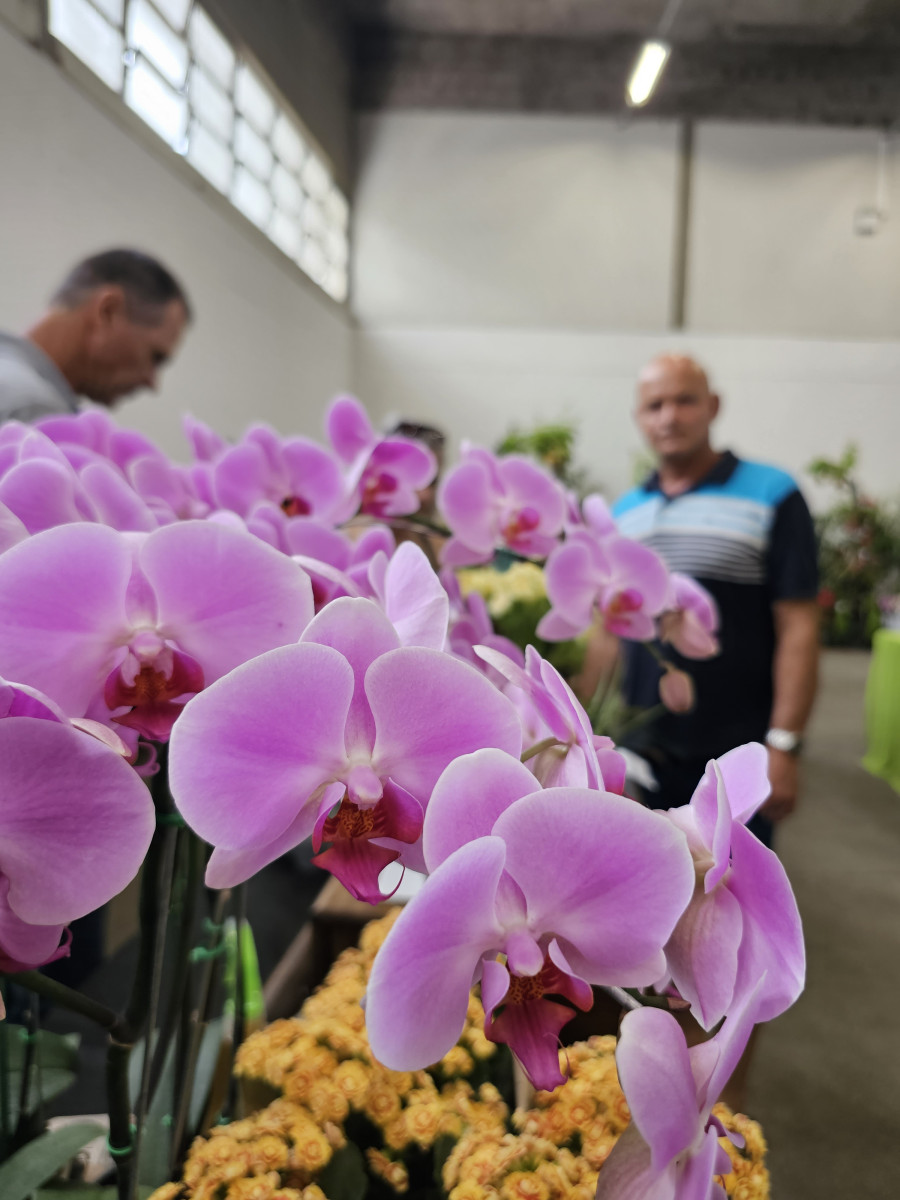 orquídeas