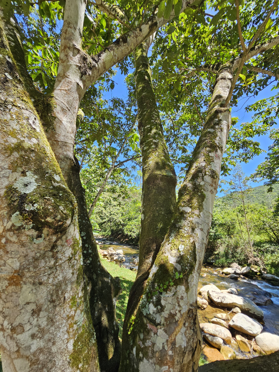 verão