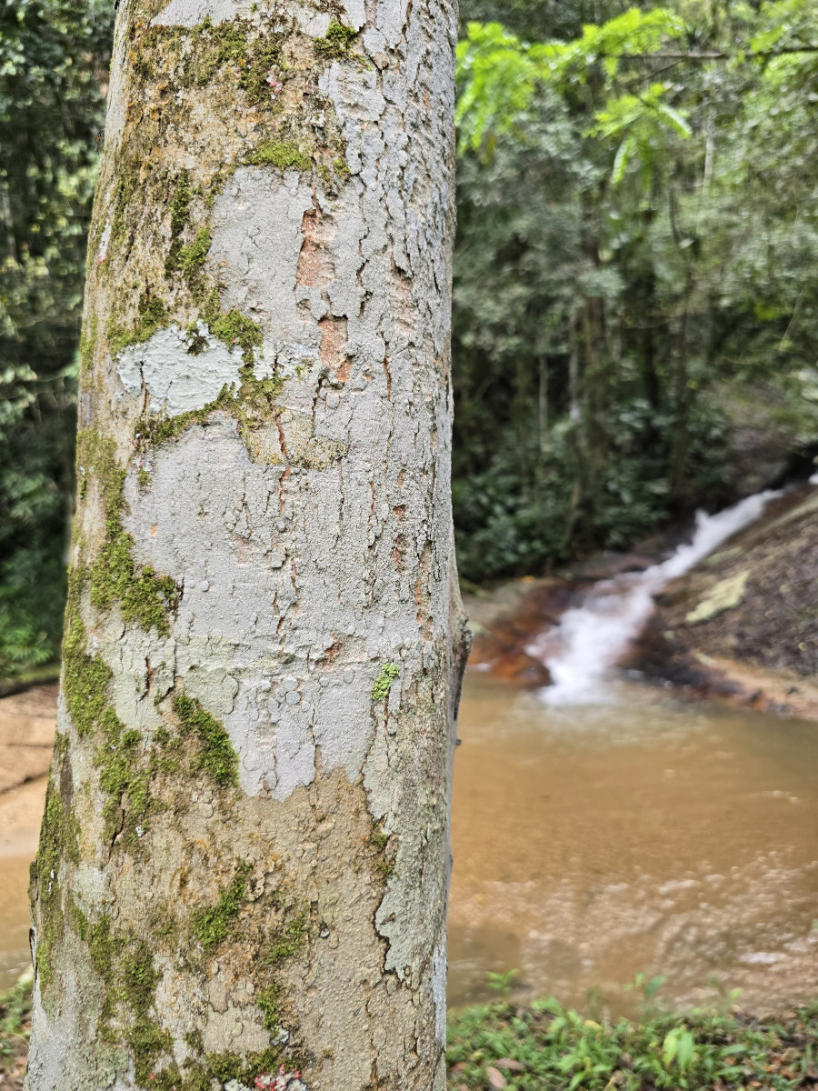 cachoeira