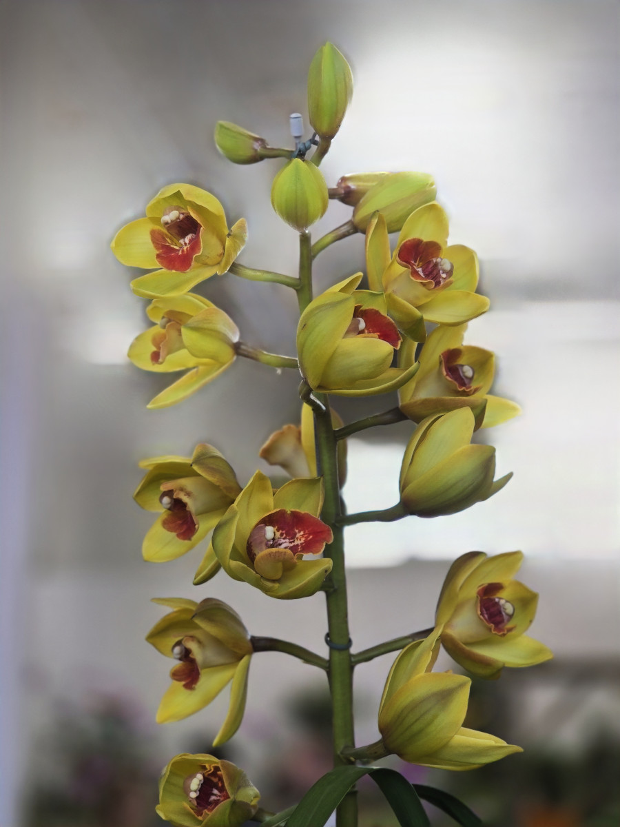 orquídeas