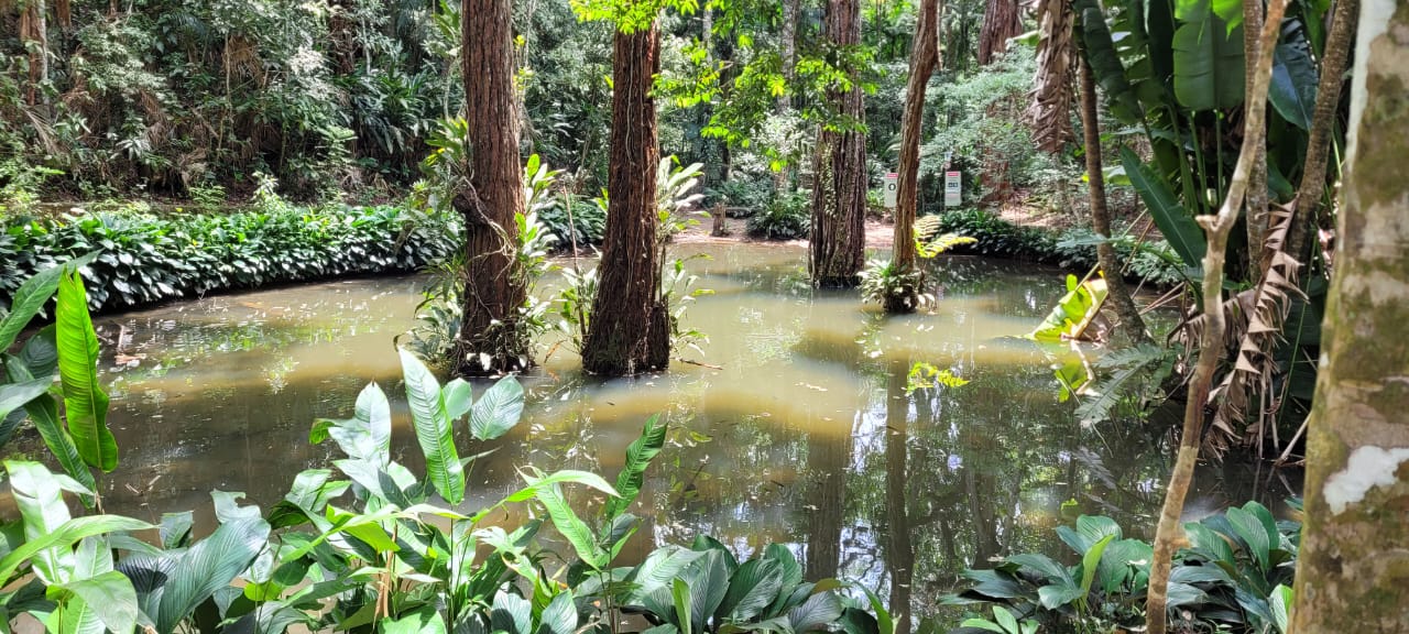 pico da tijuca