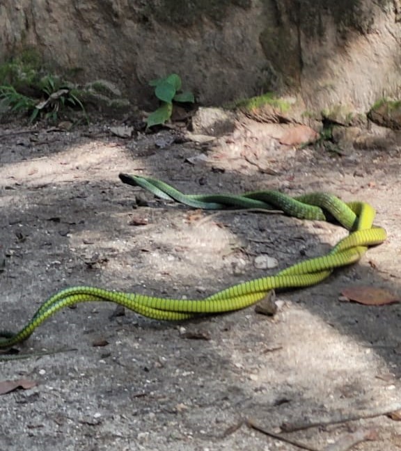 pico da tijuca