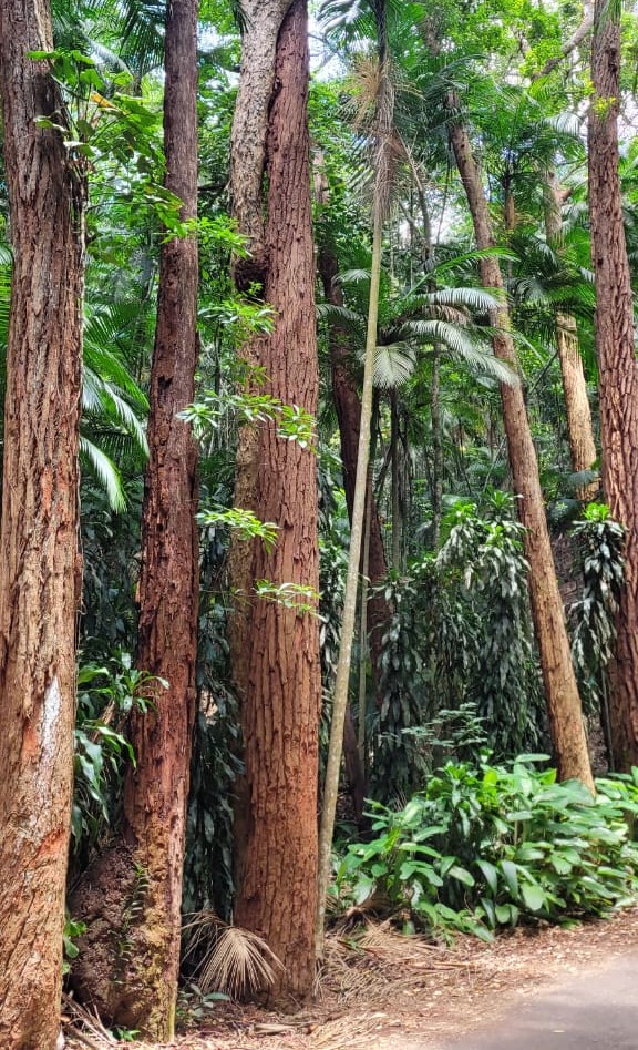 pico da tijuca