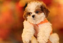 RG Animal