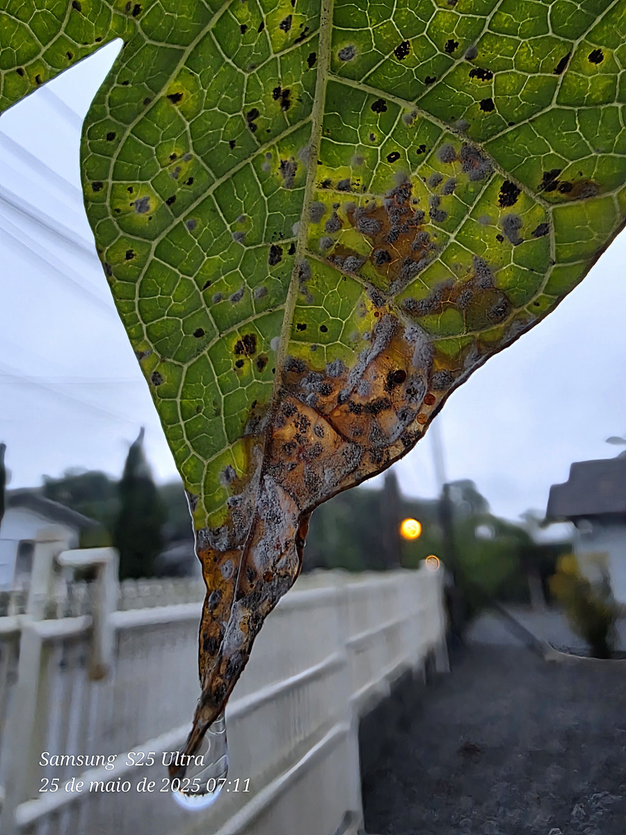 chuva