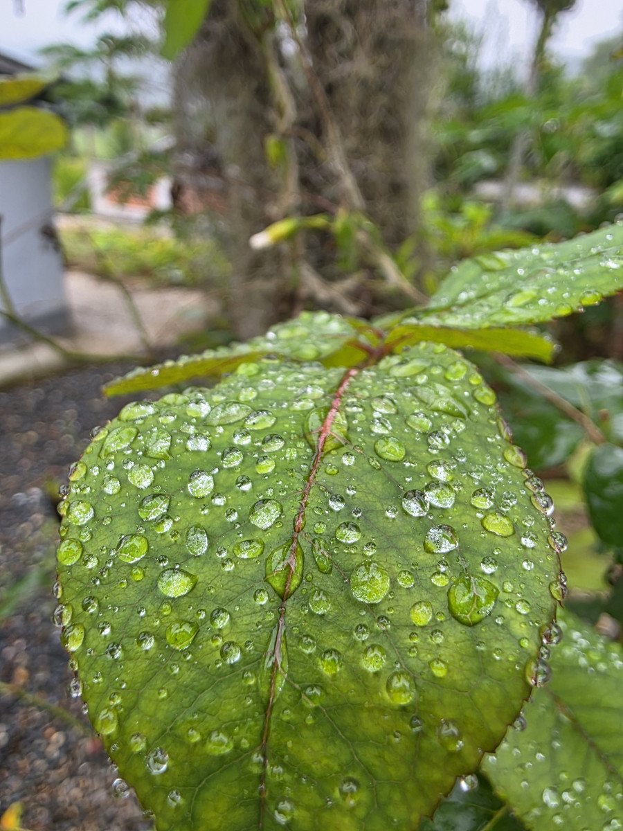 frio