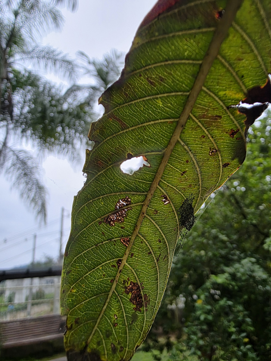 chuva