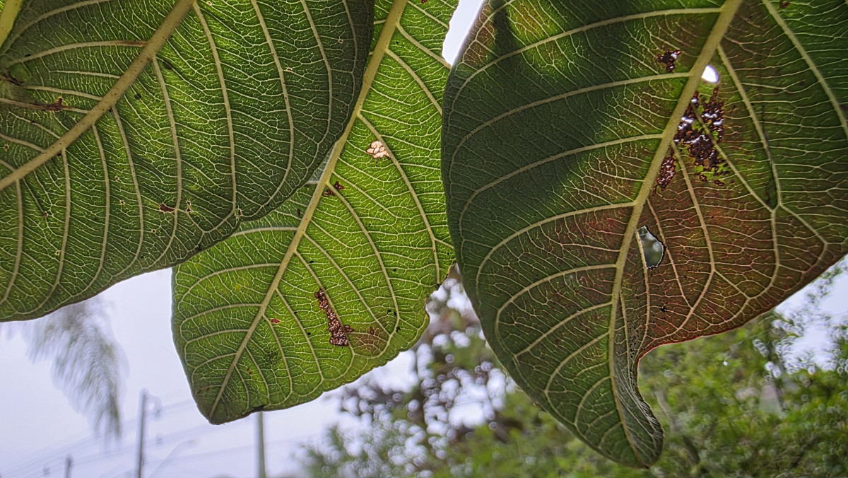 brusque