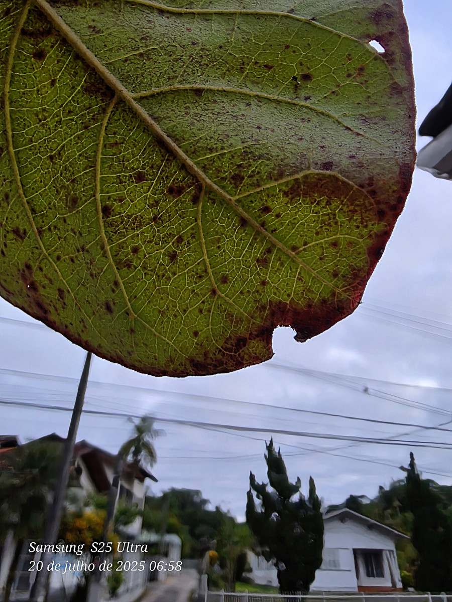 frio