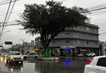 rotatória da figueira