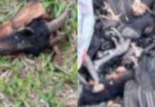 animais mortos