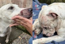 Pitbulls estão para adoção após serem agredidos por tutores no Águas Claras, em Brusque Brusque