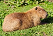 É mentirinha, mas poderia ser verdade: confira os grupos “confirmados” no desfile da Fenarreco 2025