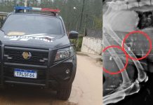 Polícia apreende armas de pressão em casa de suspeito de maus-tratos a animais em Guabiruba