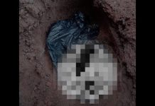 Restos de animais mortos são encontrados em cemitério de Nova Trento Nova Trento