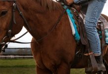 Adolescente é atingida por coice de cavalo durante treino de hipismo em Brusque Brusque