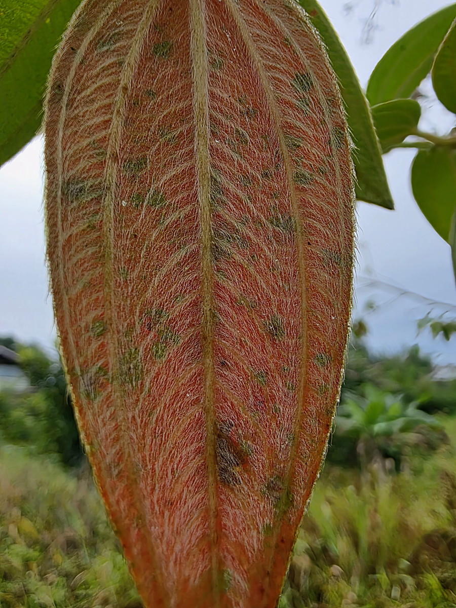 BRUSQUE