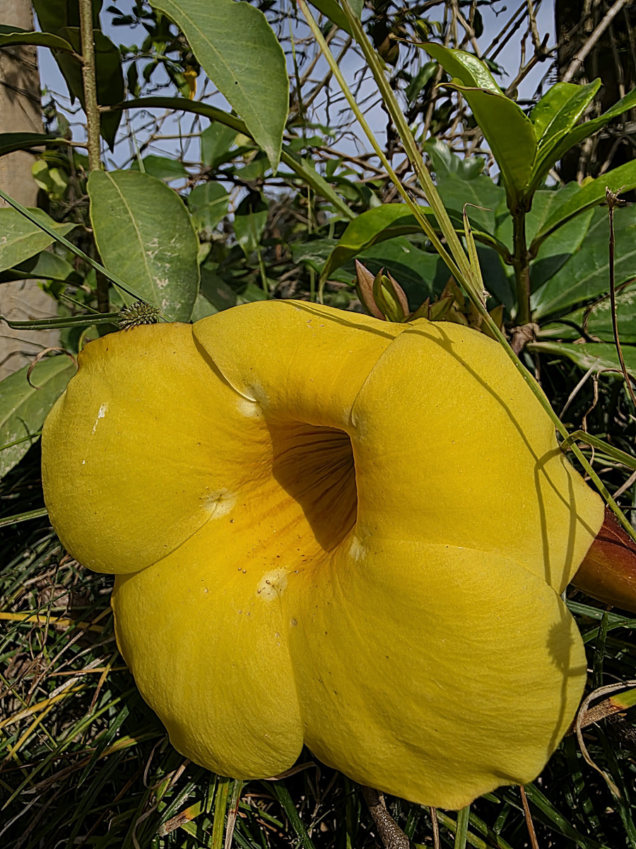 brusque