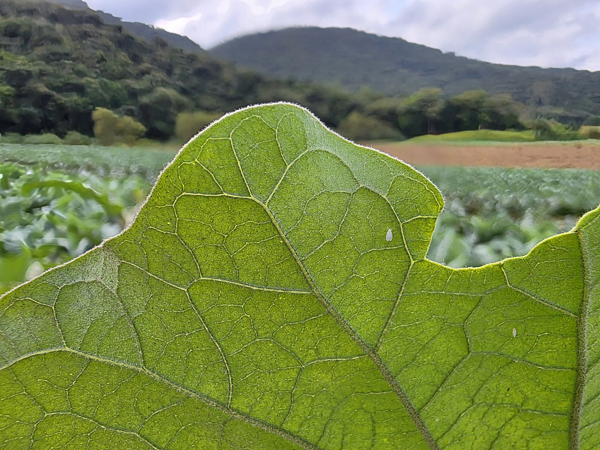 brusque