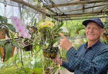 Brusque em flores: conheça o orquidário mantido por morador de 83 anos