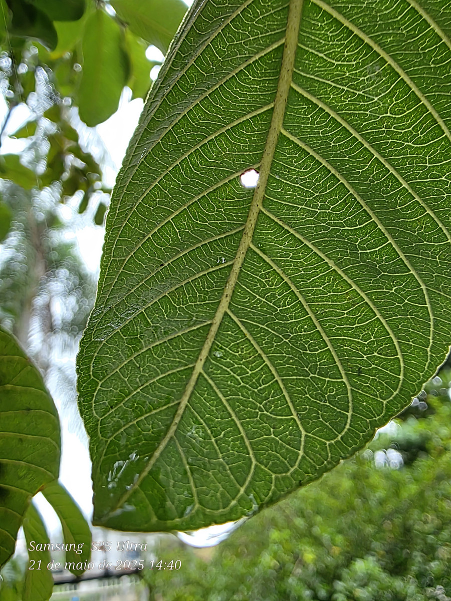 brusque