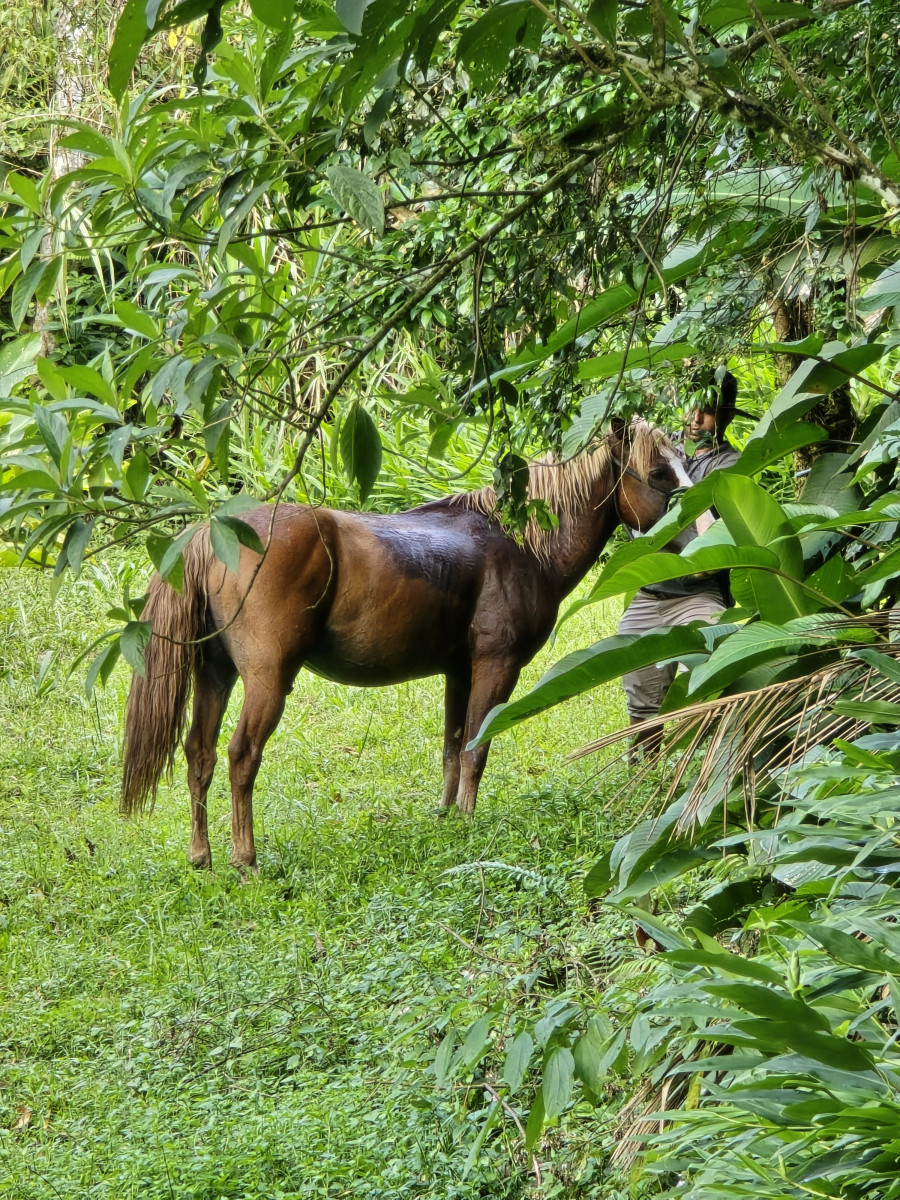 guabiruba