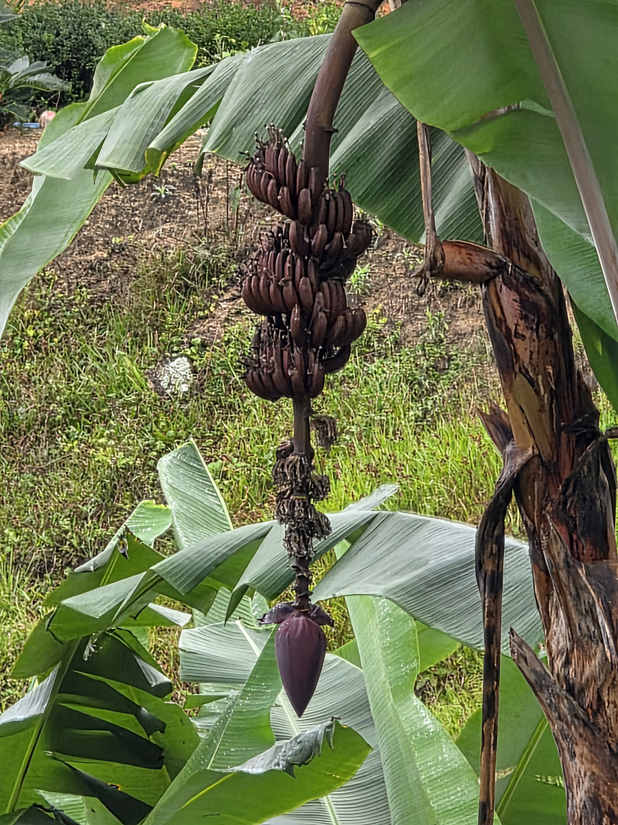 Guabiruba