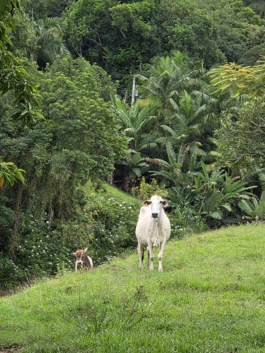 botuverá