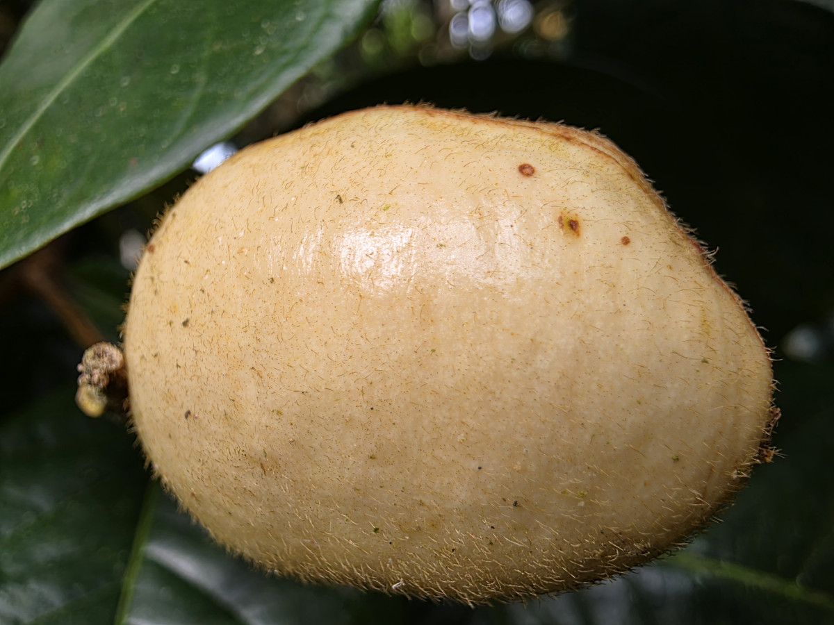 guabiruba