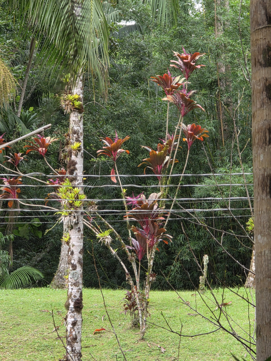 guabiruba