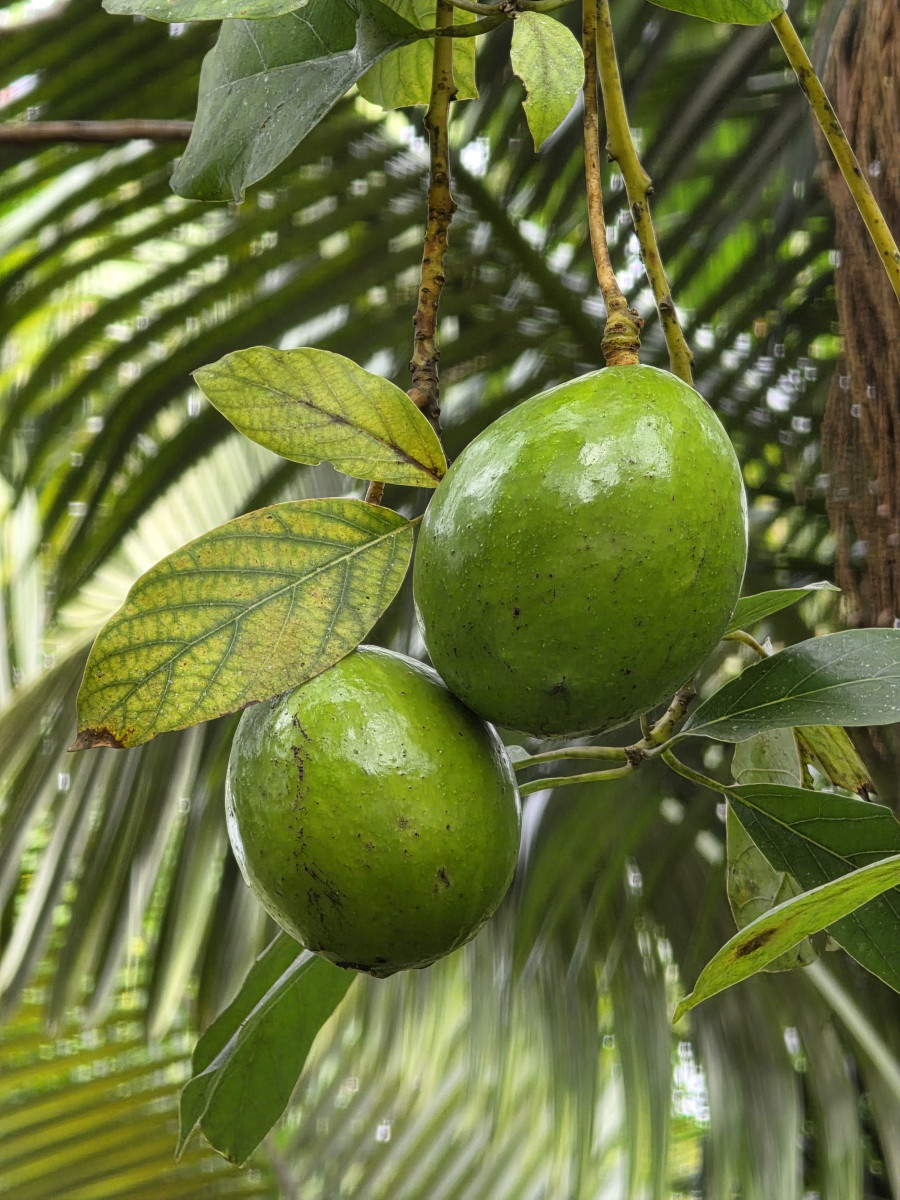 guabiruba