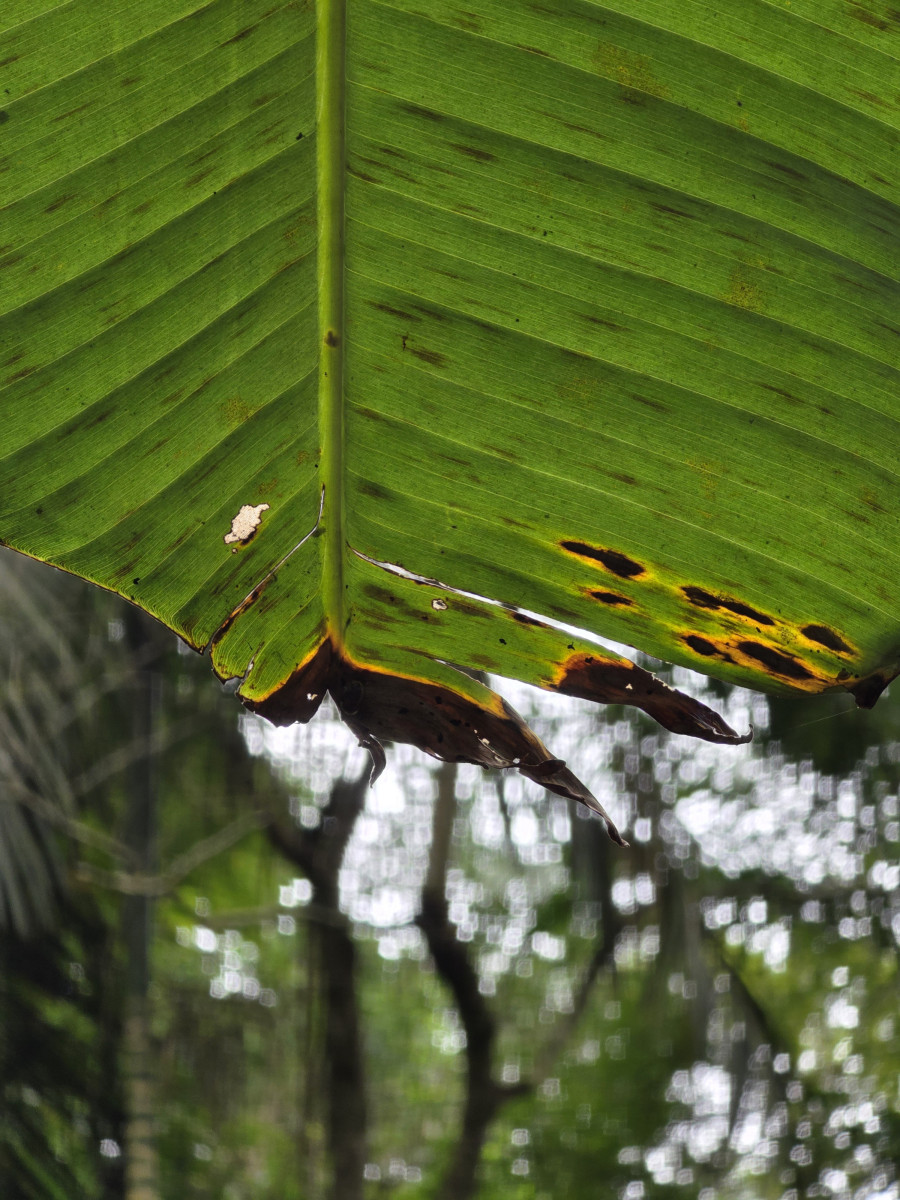 guabiruba