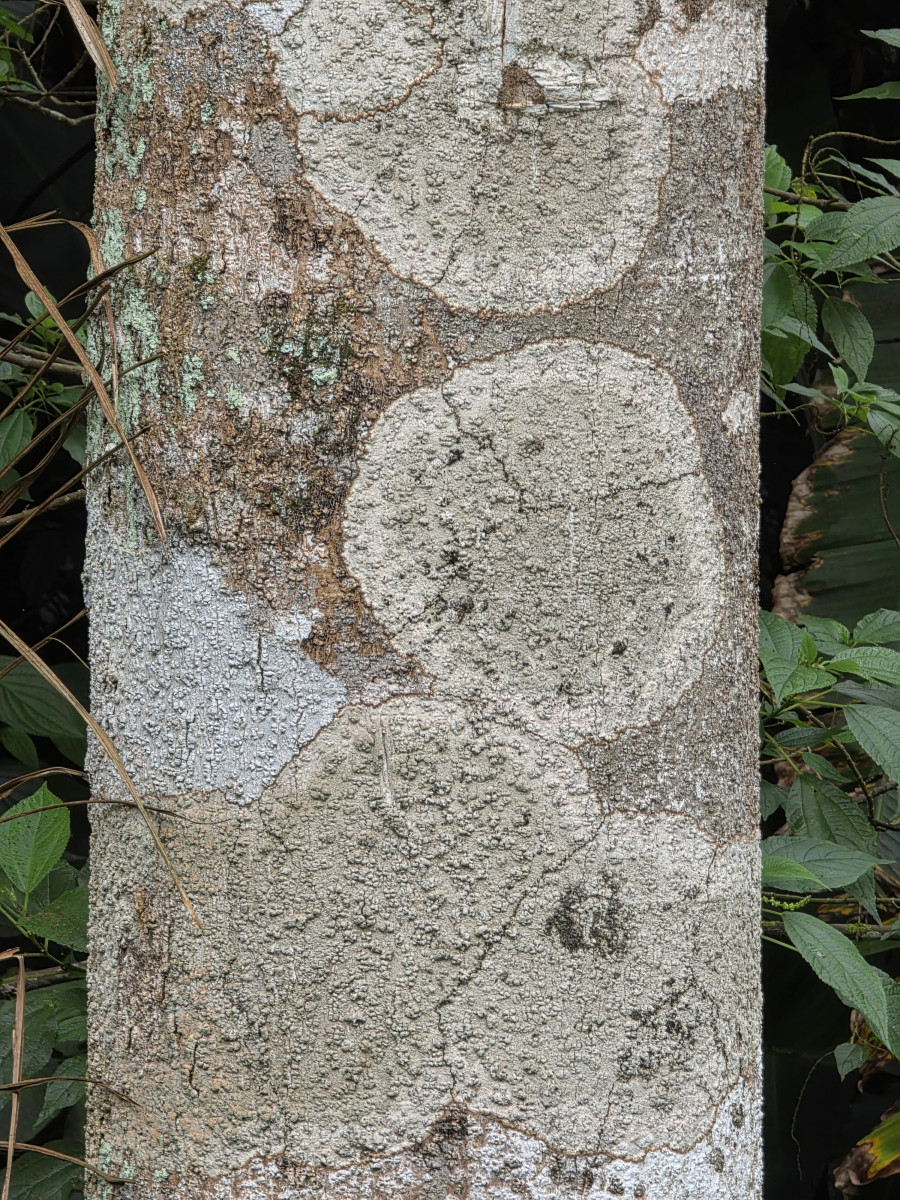 guabiruba