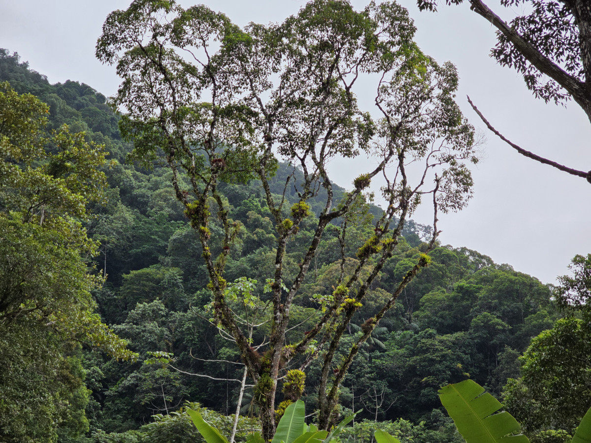 guabiruba