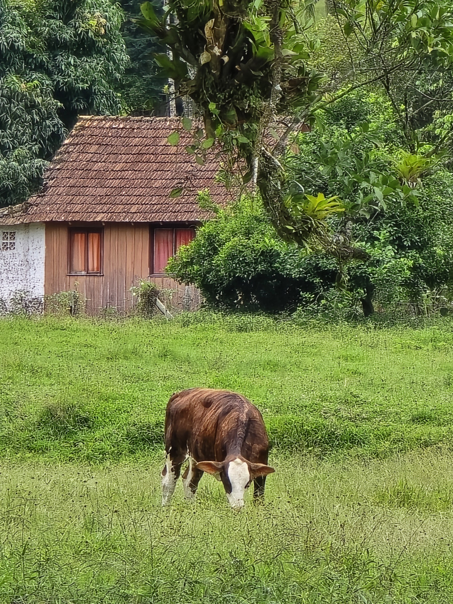 guabiruba